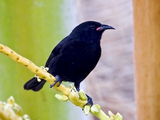 นกเต็มวัย ชุดขนสีเข้ม (Grenada) - Alan Van Norman - ML41183391