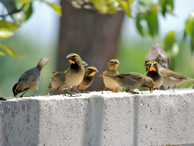  - Yellow-faced Grassquit - 