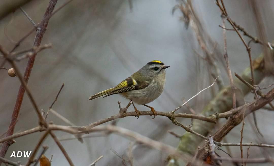 Golden-crowned Kinglet - Ardell Winters