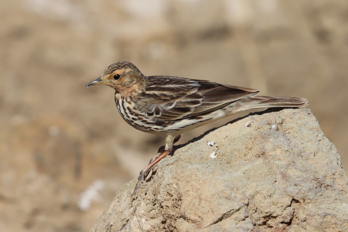 Red-throated Pipit - ML411839711