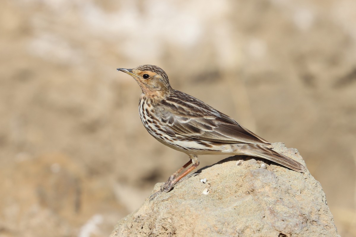 Red-throated Pipit - ML411839721