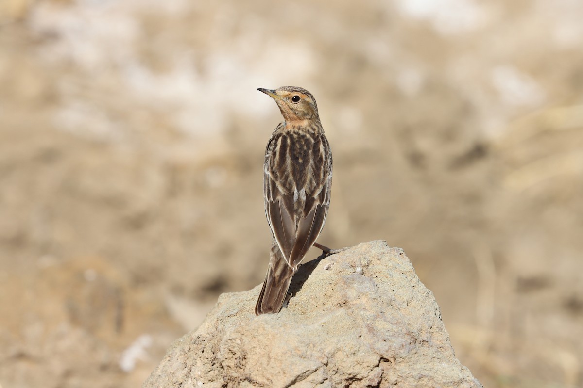 Red-throated Pipit - Oliver Fowler