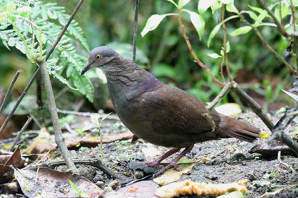 White-throated Quail-Dove - Peter Candido