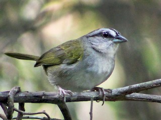  - Green-backed Sparrow