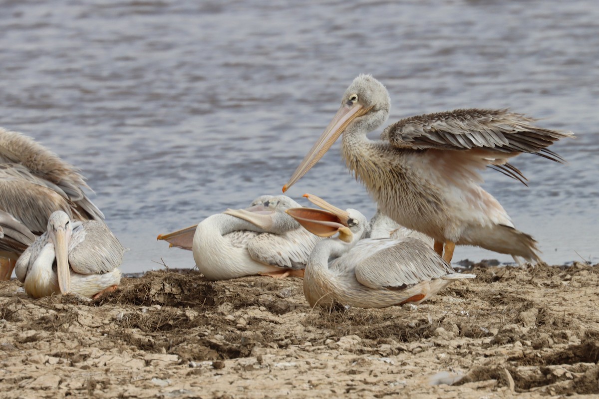Pink-backed Pelican - Oliver Fowler