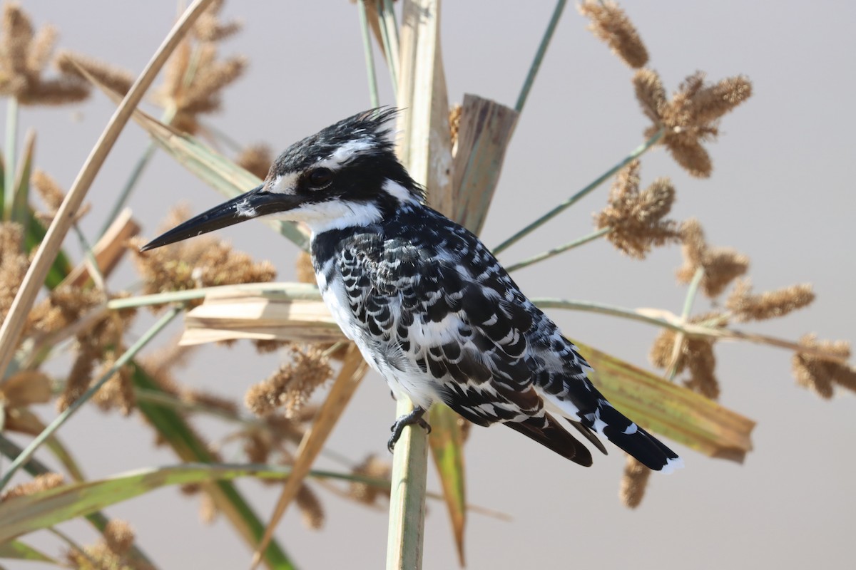 Pied Kingfisher - Oliver Fowler