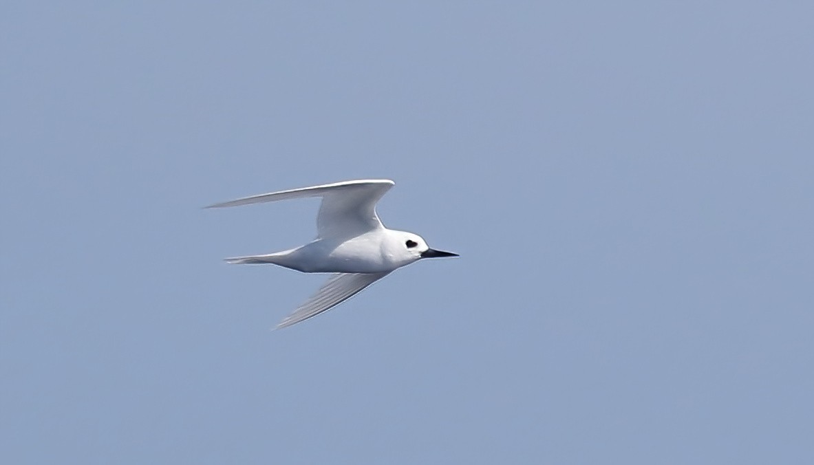 White Tern (Pacific) - ML411845281