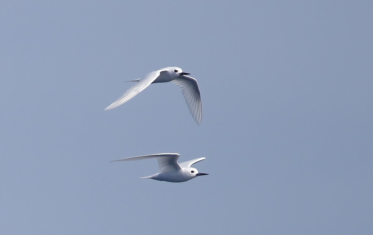 White Tern (Pacific) - ML411845291