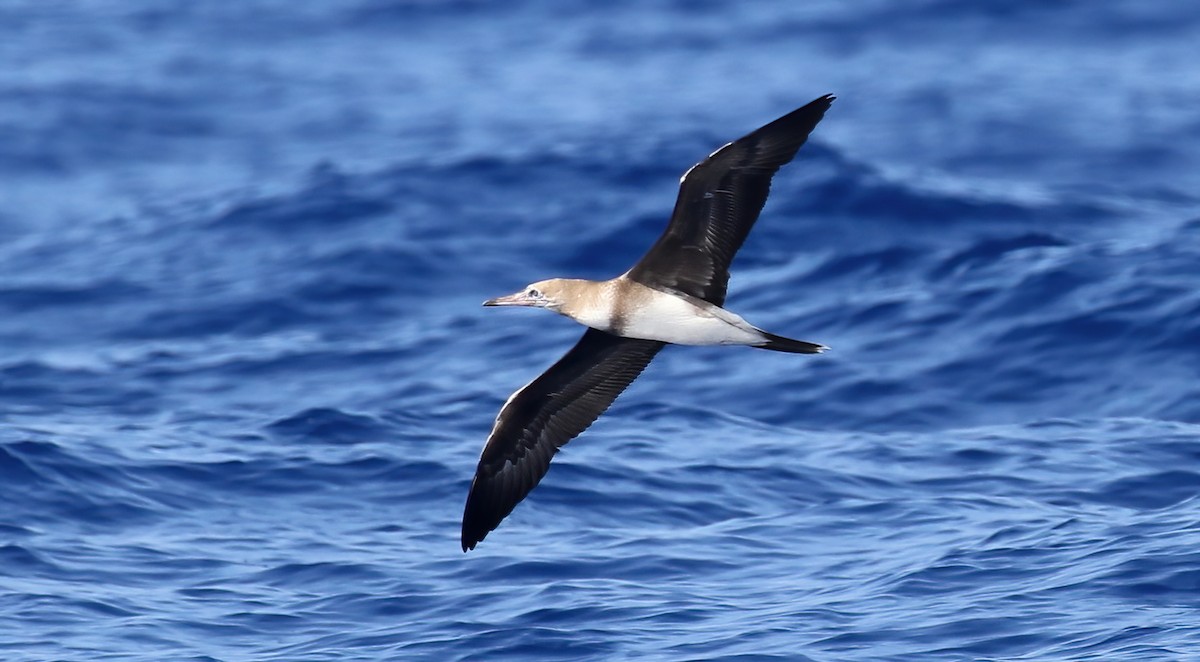 Red-footed Booby - ML411845661