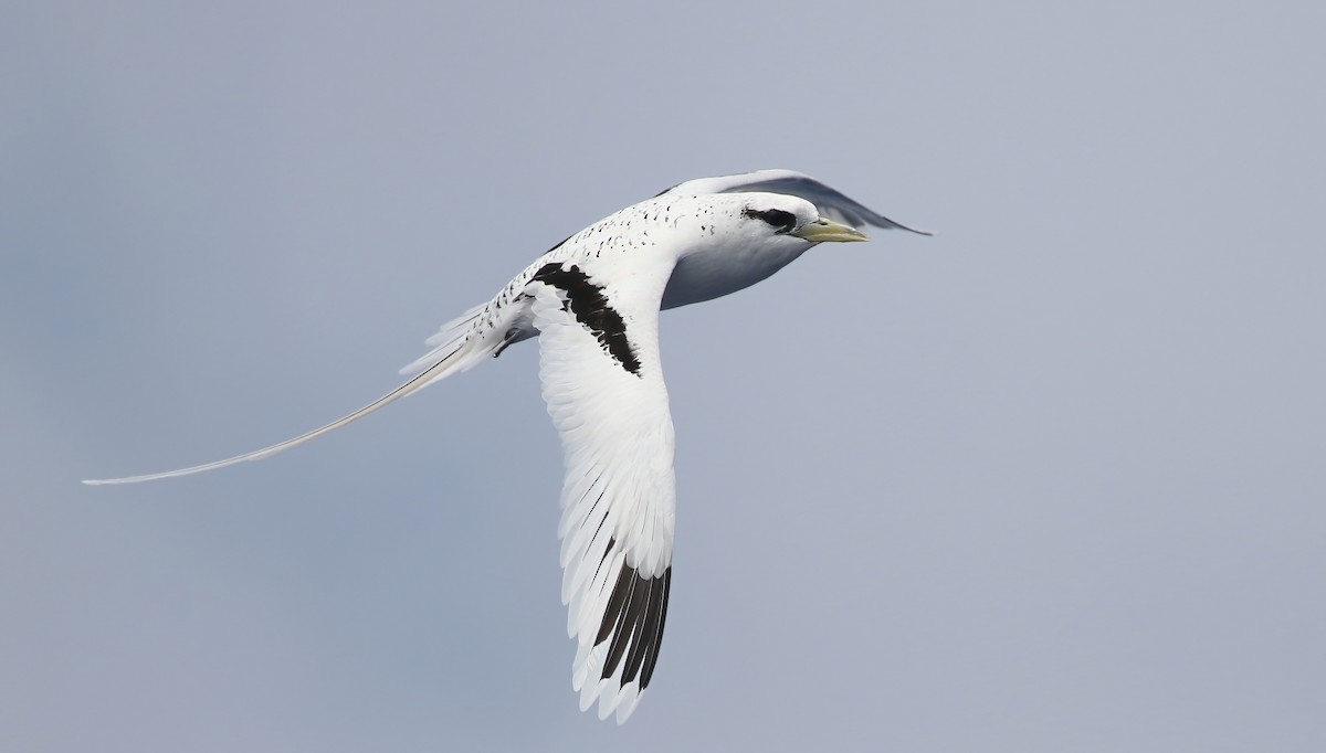 White-tailed Tropicbird (Pacific) - ML411846001