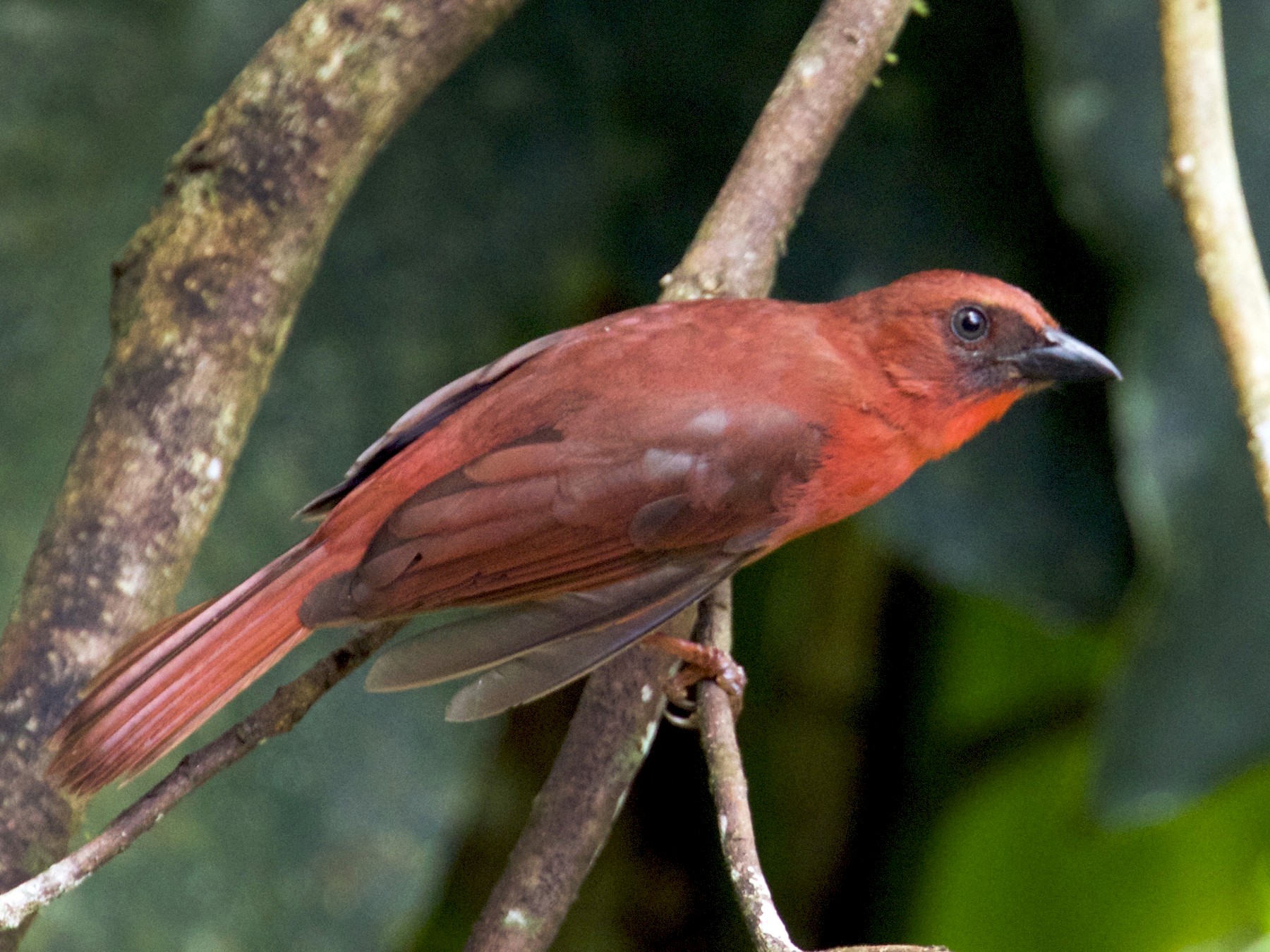 Red-throated Ant-Tanager - Calvin Walters