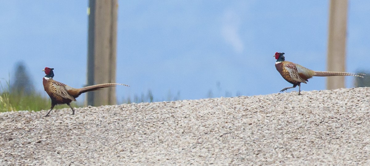 Ring-necked Pheasant - ML41184981