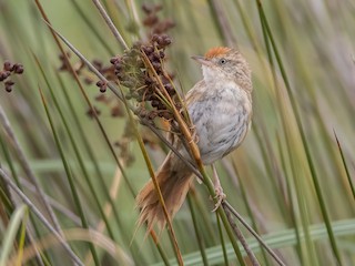  - Bay-capped Wren-Spinetail