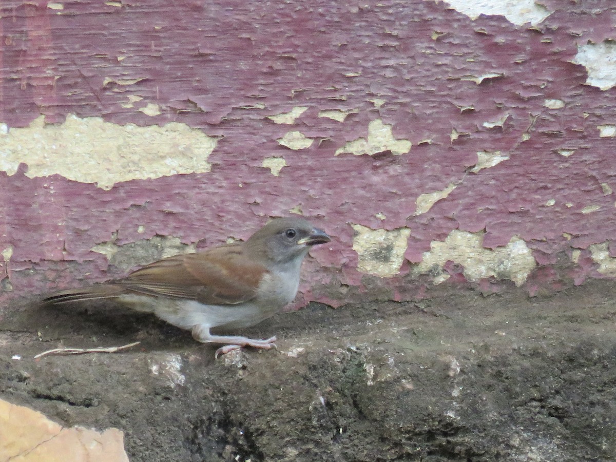 Northern Gray-headed Sparrow - Zlatan Celebic