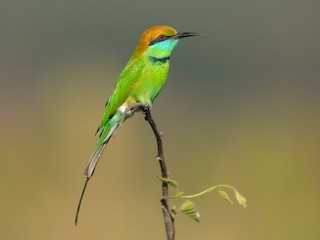  - Green Bee-eater (Russet-crowned)
