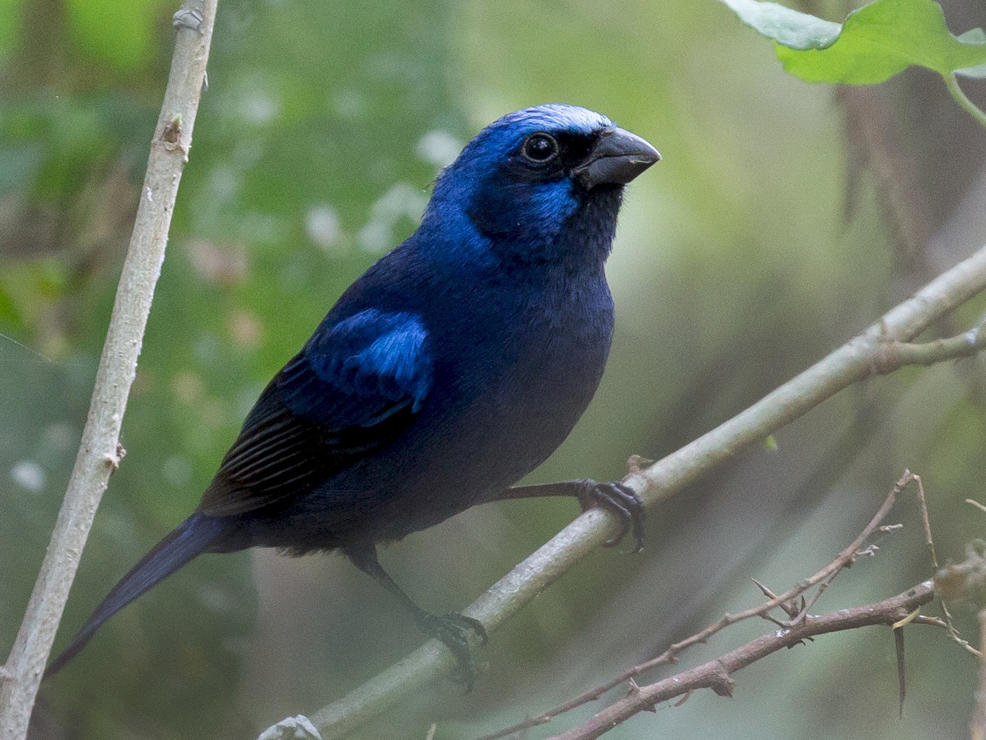 Blue Bunting - Darren Clark