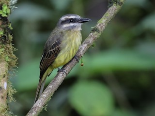  - Golden-bellied Flycatcher