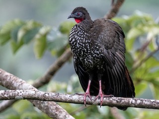  - Crested Guan