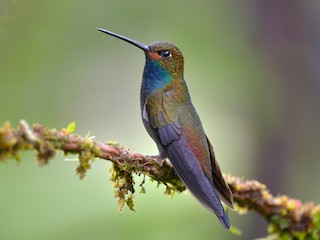  - Rufous-gaped Hillstar