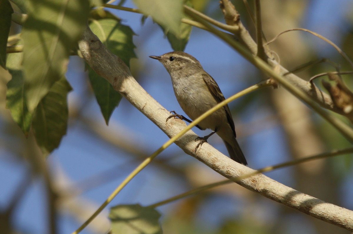 Hume's Warbler - ML411860241