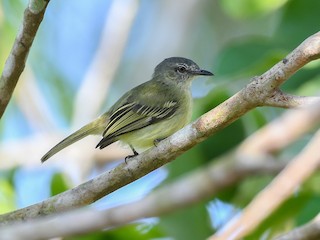  - Gray-crowned Flycatcher
