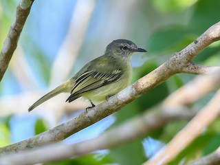  - Gray-crowned Flatbill