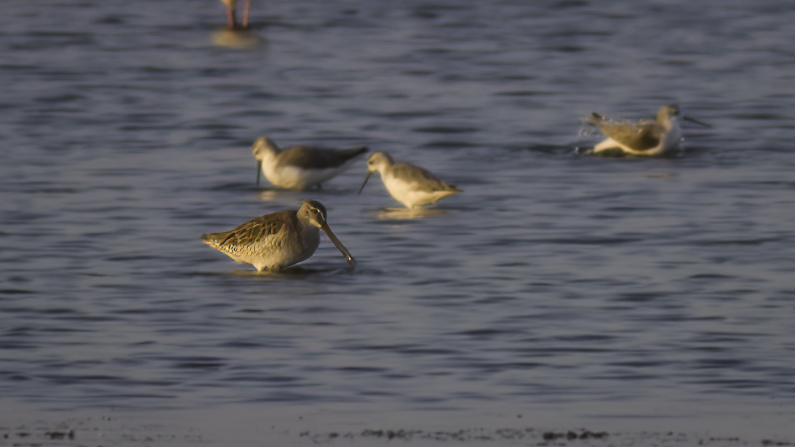 Long-billed Dowitcher - ML411862051