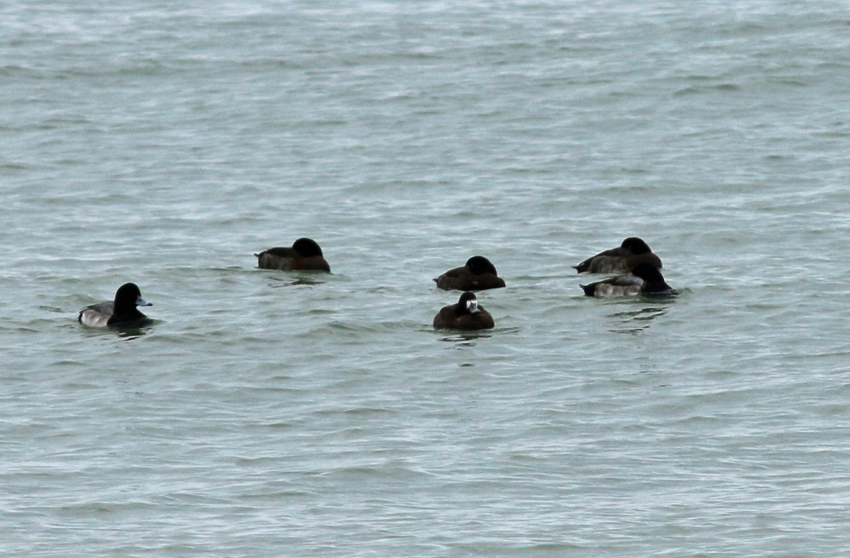 Greater Scaup - Bruce Steger