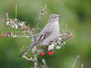 Townsend's Solitaire - Myadestes townsendi - Birds of the World