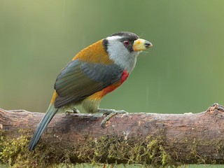  - Toucan Barbet