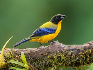  - Black-chinned Mountain Tanager