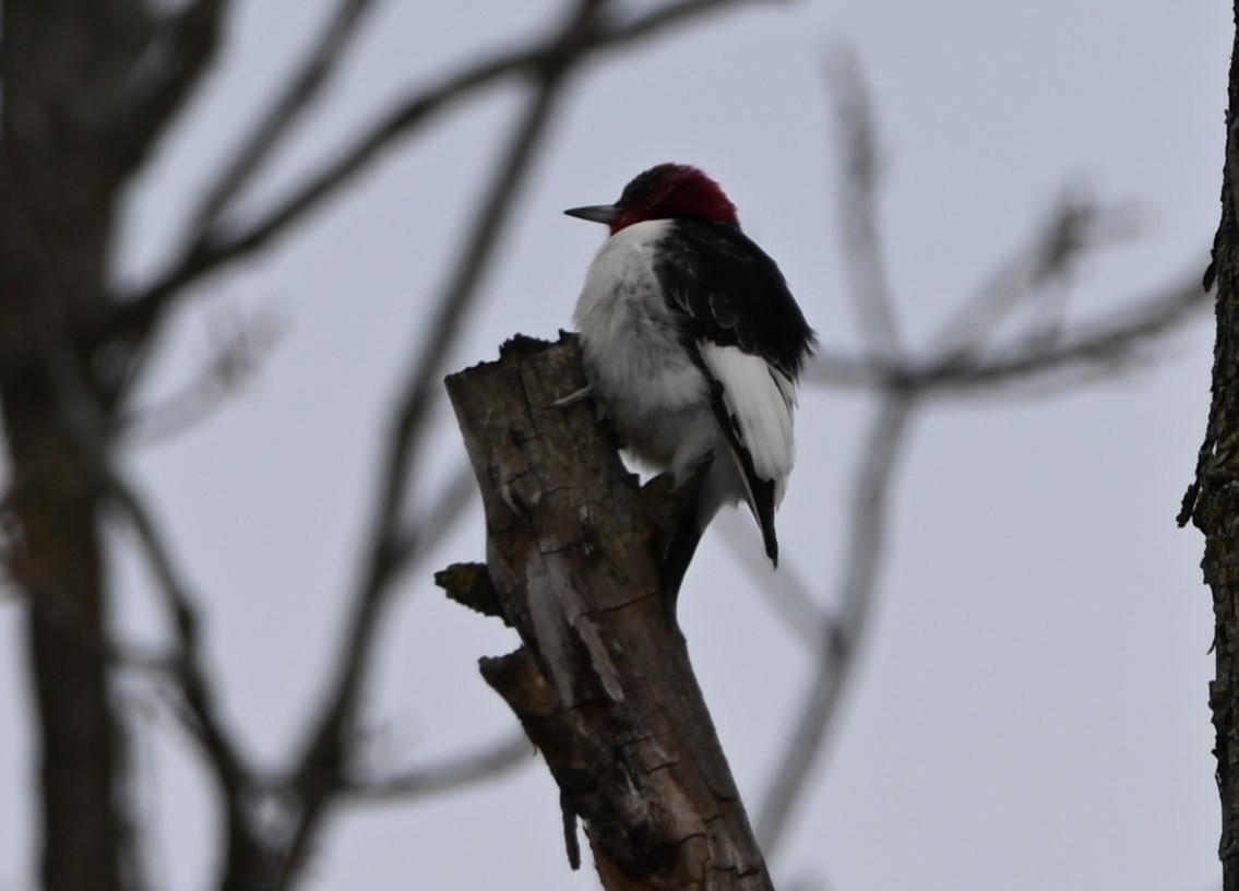 Red-headed Woodpecker - ML411863721