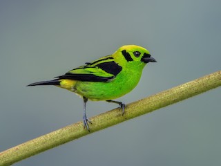  - Emerald Tanager
