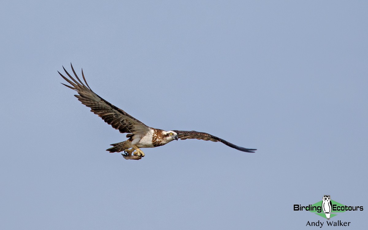 Osprey - Andy Walker - Birding Ecotours
