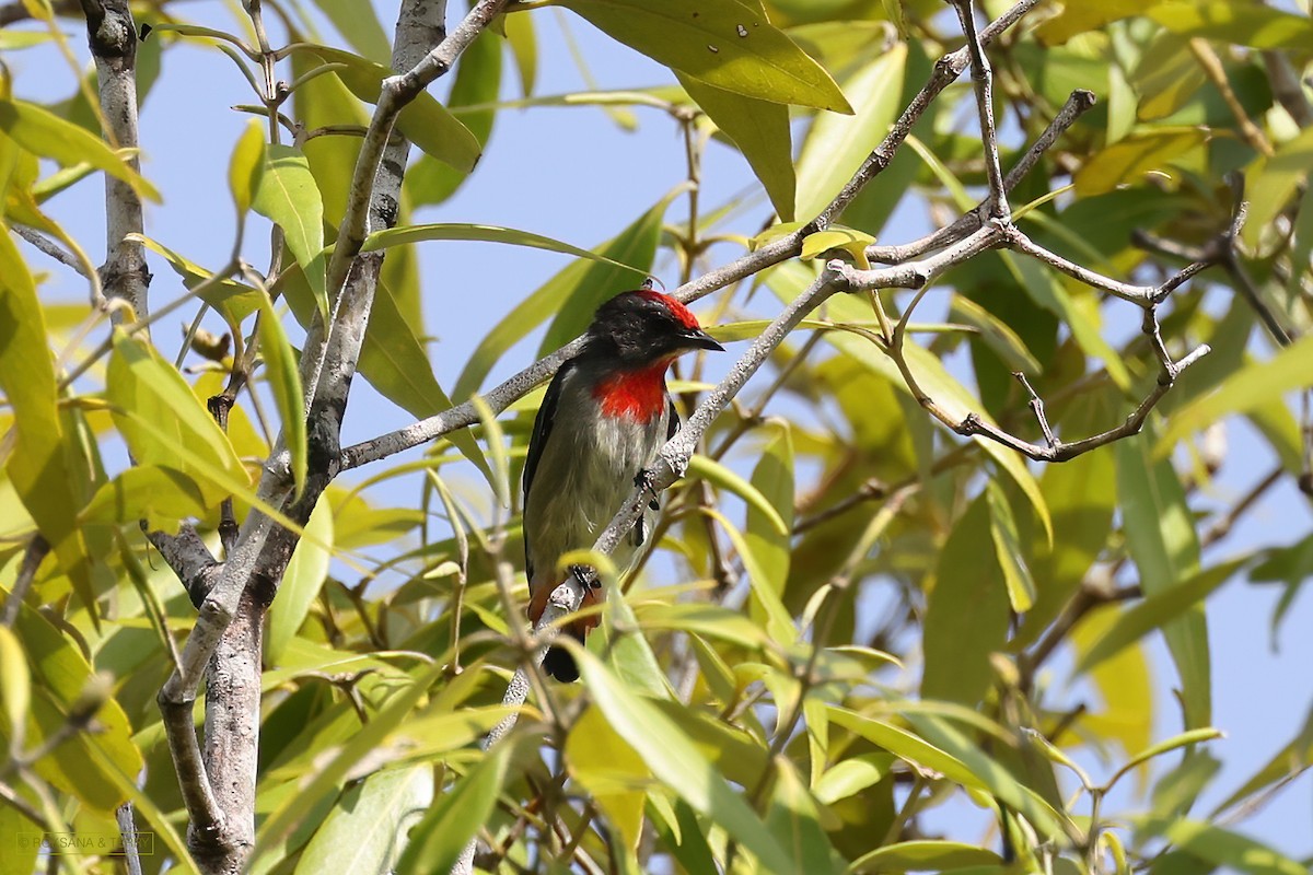 Red-capped Flowerpecker - ML411870251
