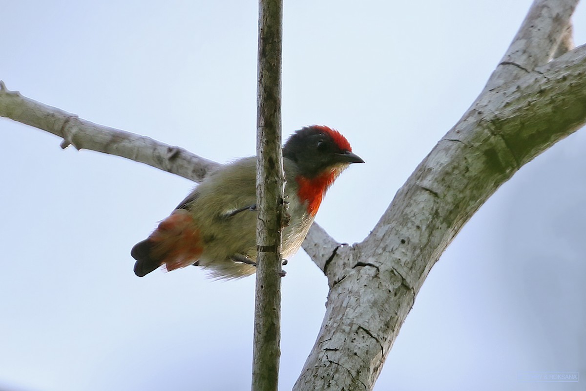 Red-capped Flowerpecker - Roksana and Terry