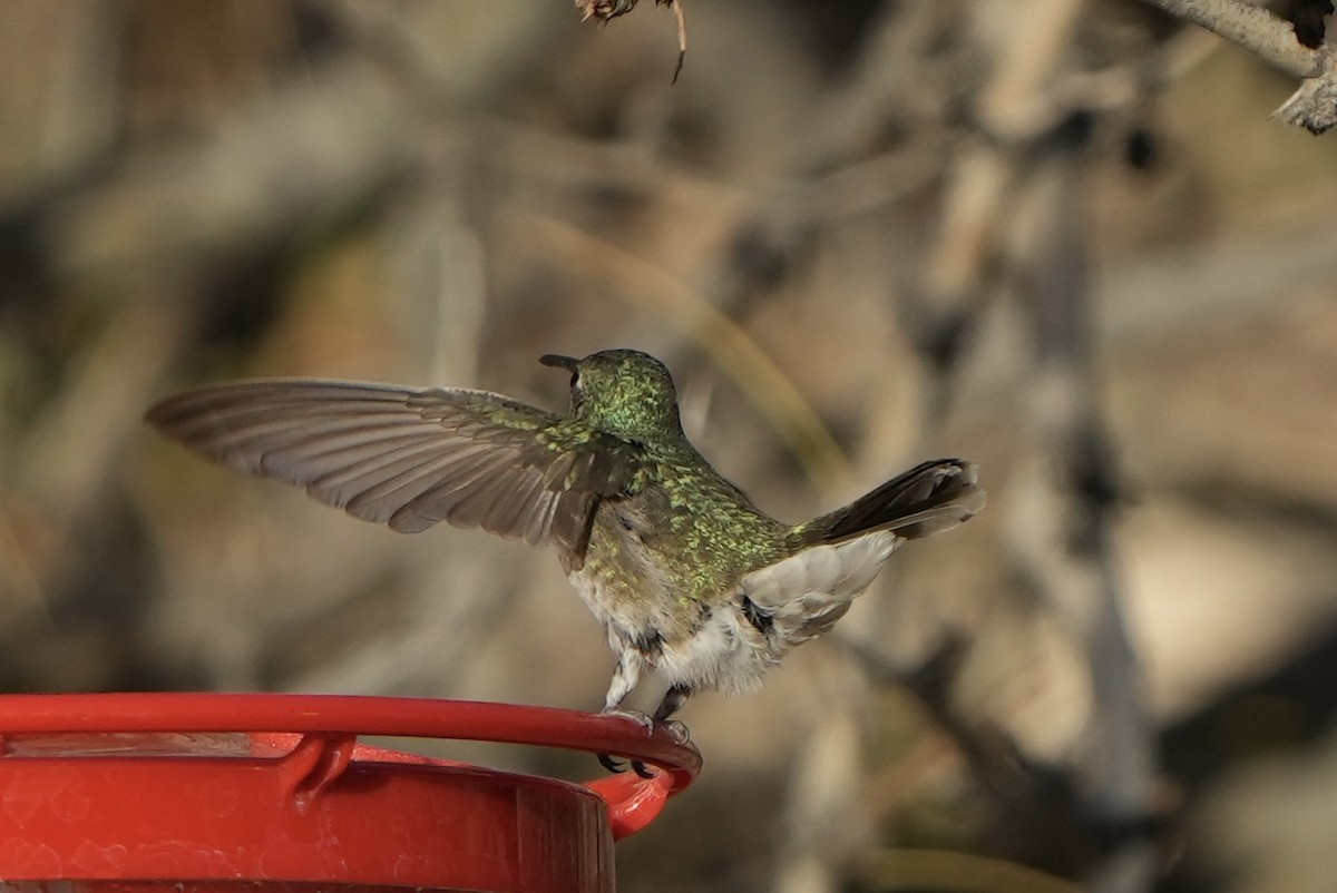 hummingbird sp. - ML411875901
