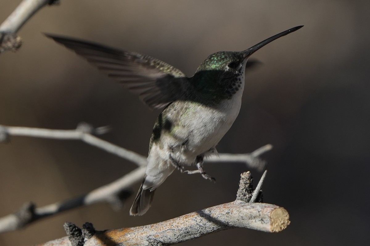 hummingbird sp. - ML411875911