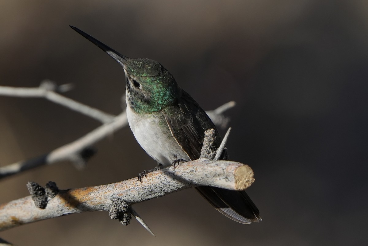 hummingbird sp. - ML411875921