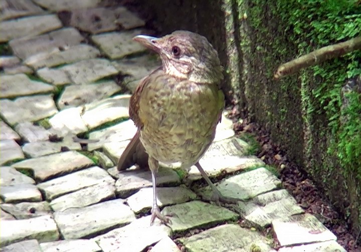 Pale-breasted Thrush - ML411876621