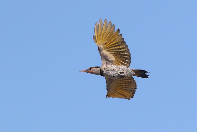 Possible confusion species: Gilded Flicker (<em>Colaptes chrysoides</em>). - Gilded Flicker - 
