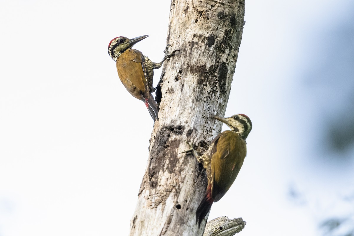 Fire-bellied Woodpecker - ML411896211
