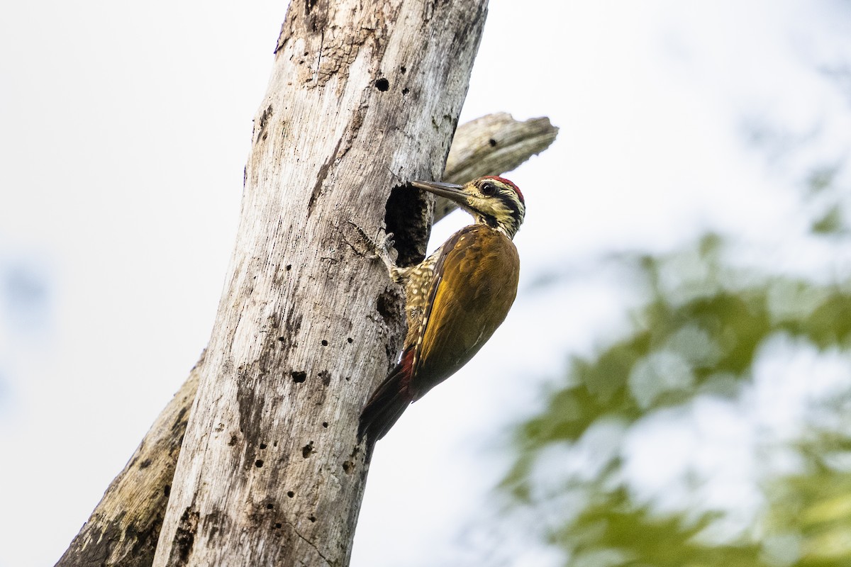 Fire-bellied Woodpecker - Stefan Hirsch
