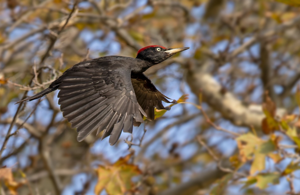 Black Woodpecker - ML411899191