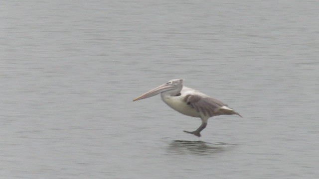 pelikán skvrnozobý - ML411902351