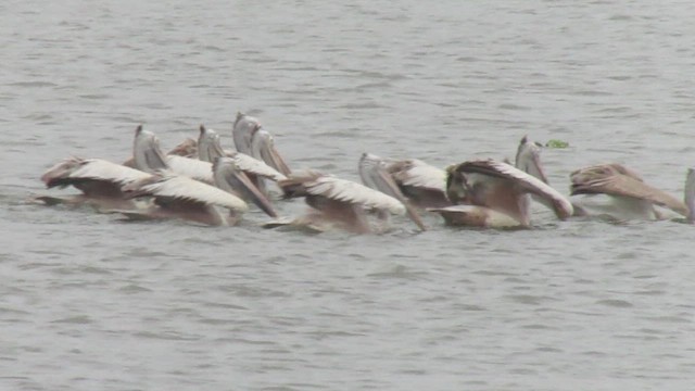 pelikán skvrnozobý - ML411902851