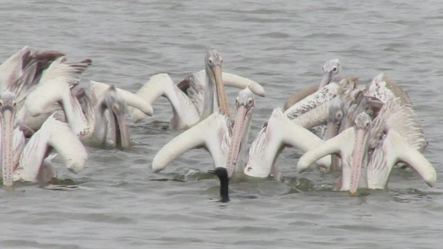 pelikán skvrnozobý - ML411903021