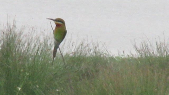 Blue-tailed Bee-eater - ML411903281