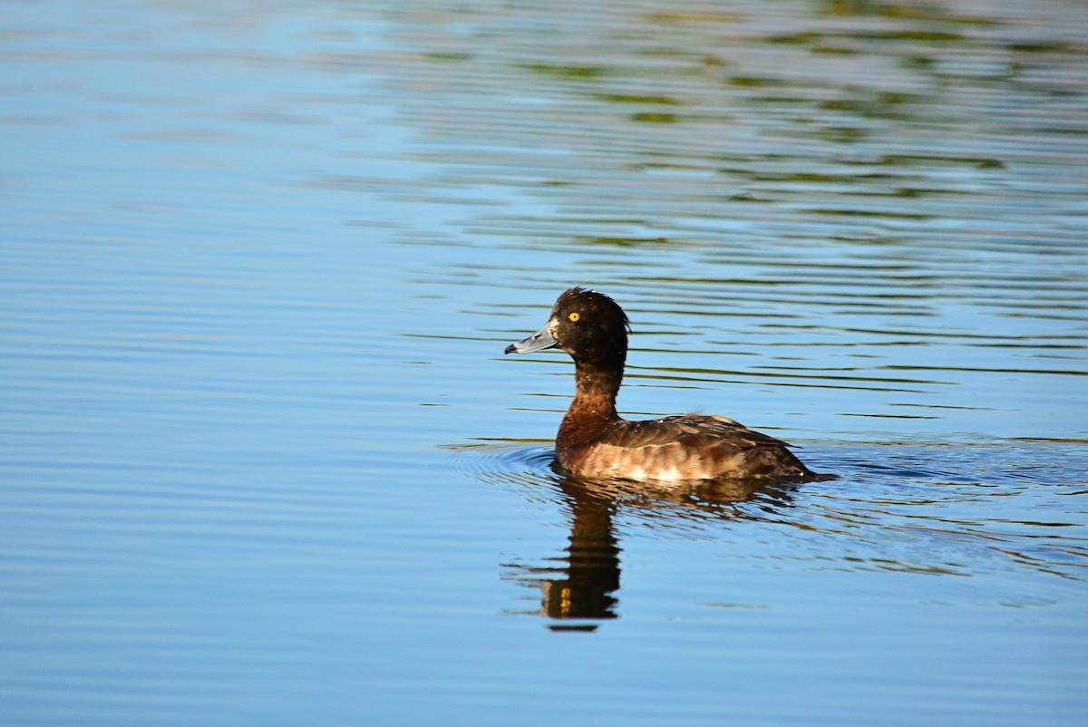 Tufted Duck - ML411907951