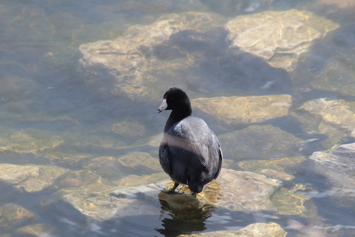 American Coot (Red-shielded) - Ashley Olah